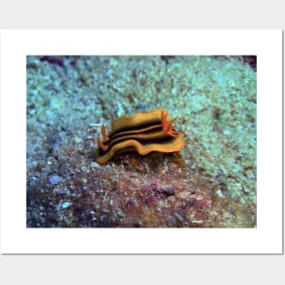 Chromodoris joshi nudibranch Posters and Art